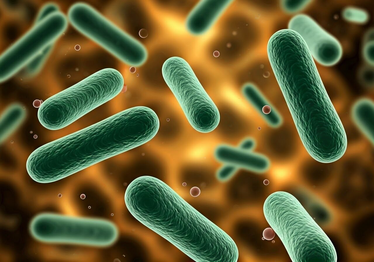 Illustration of probiotic bacteria