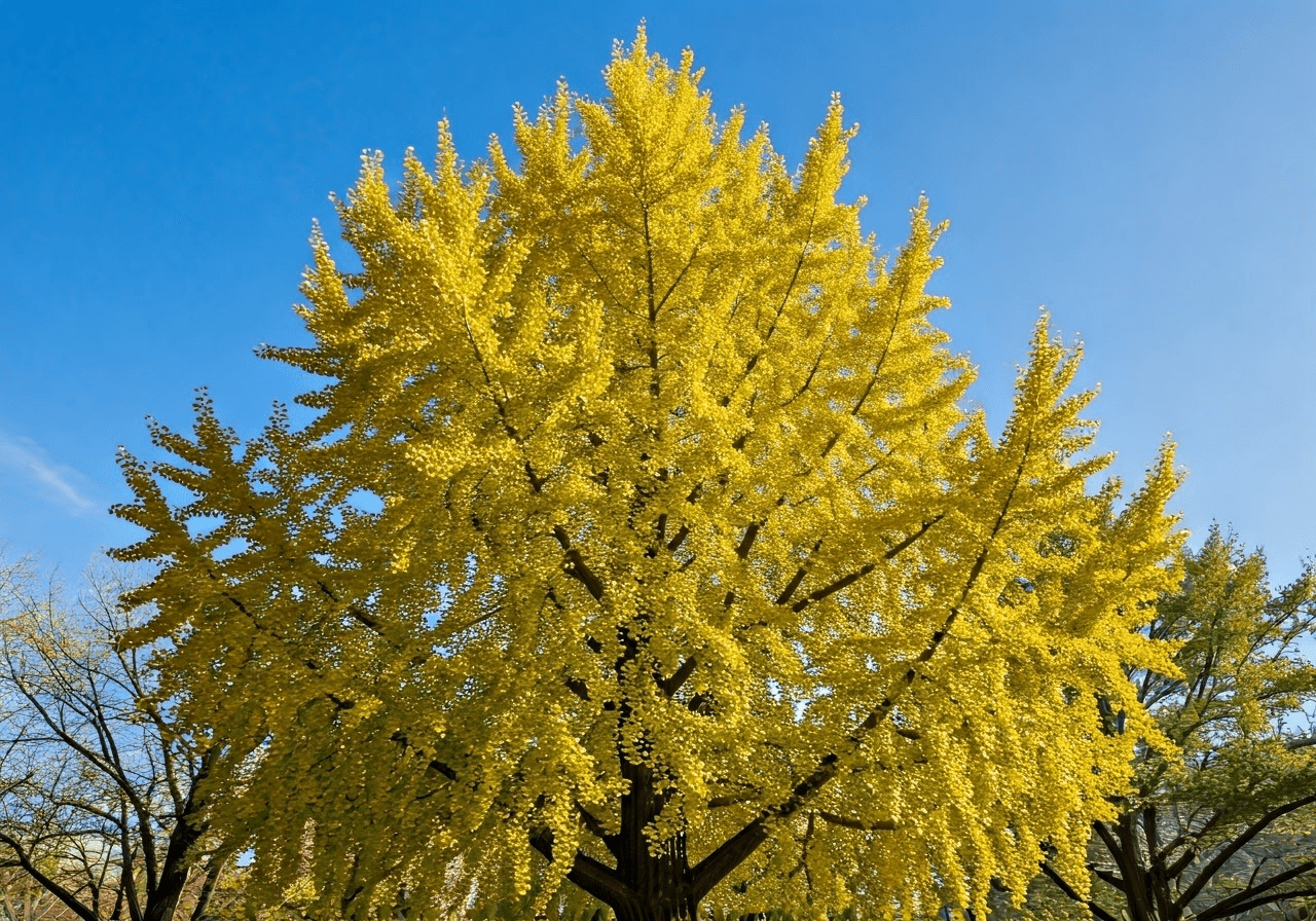 Ginkgo tree with golden leaves