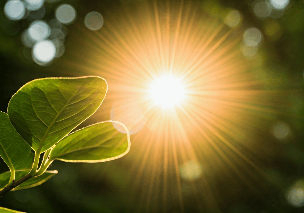 Sunbeam filtering through leaves