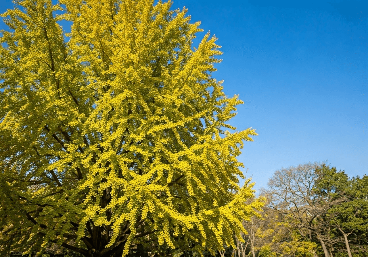 Ginkgo Biloba tree in autumn